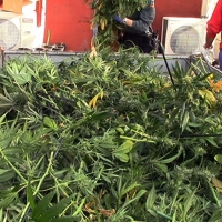 Incautan más de 9.000 plantas de marihuana y efectos por un valor superior a los 300.000 euros