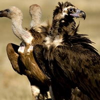 La conservación del buitre negro pasa por Extremadura