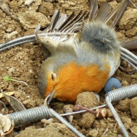 Proyecto pionero para reducir la mortalidad en la fauna por actos delictivos