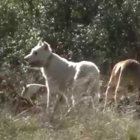 Las ONGs quieren un parque de Monfragüe sin perros ni barcos