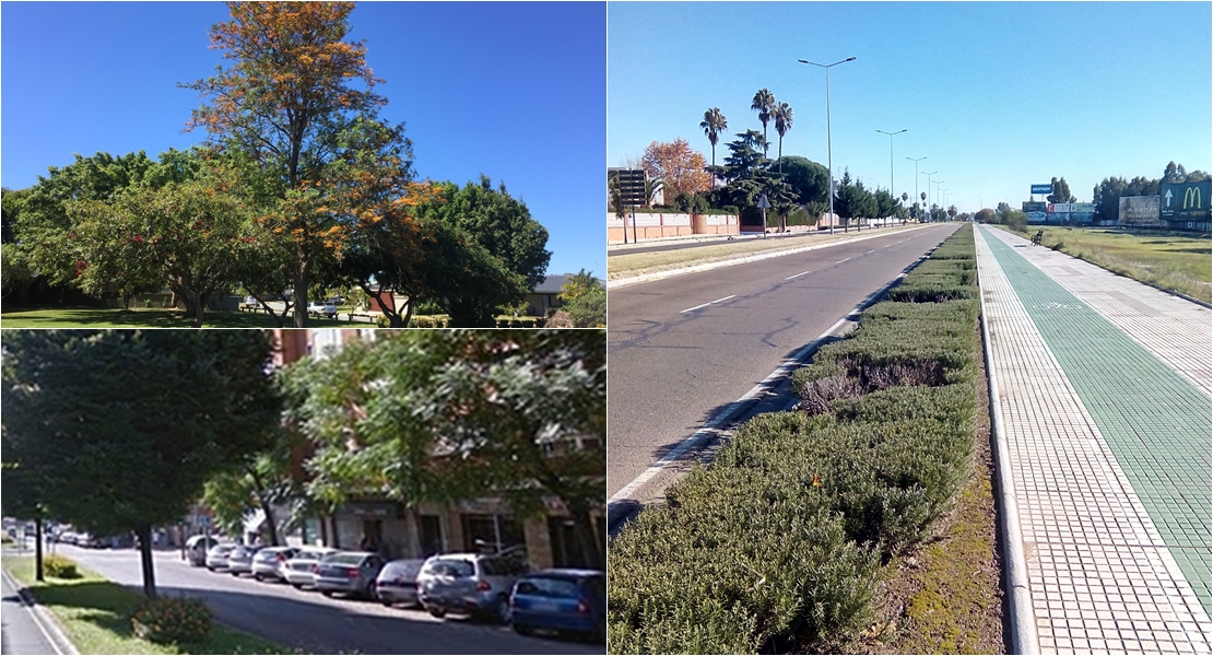 La Asociación Cívica de Badajoz reclama árboles para la avenida de Elvas.