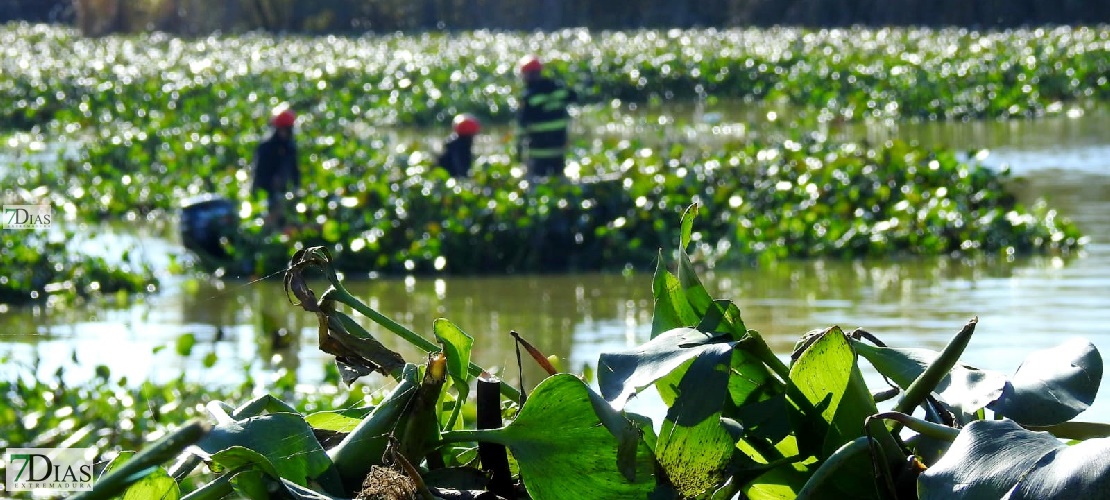 Ya se ven los trabajos de la UME en el río Guadiana