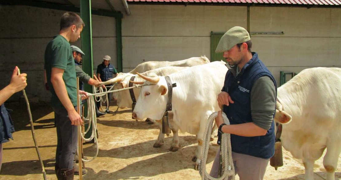 Ayudas para mejorar razas ganaderas autóctonas