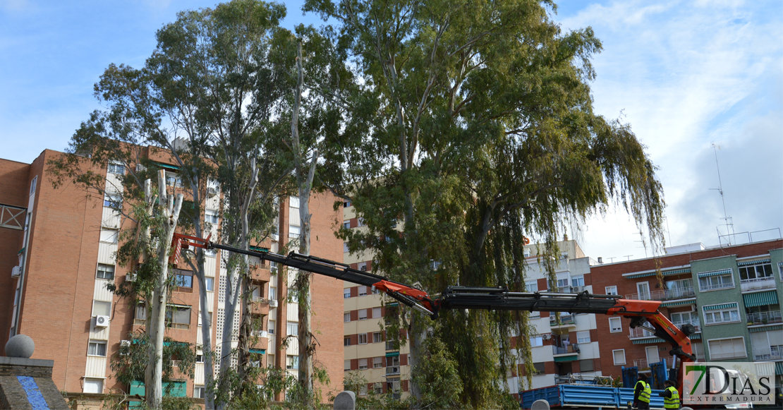 Asalto a la plaza de Santa Marta para intentar parar la tala de los eucaliptos