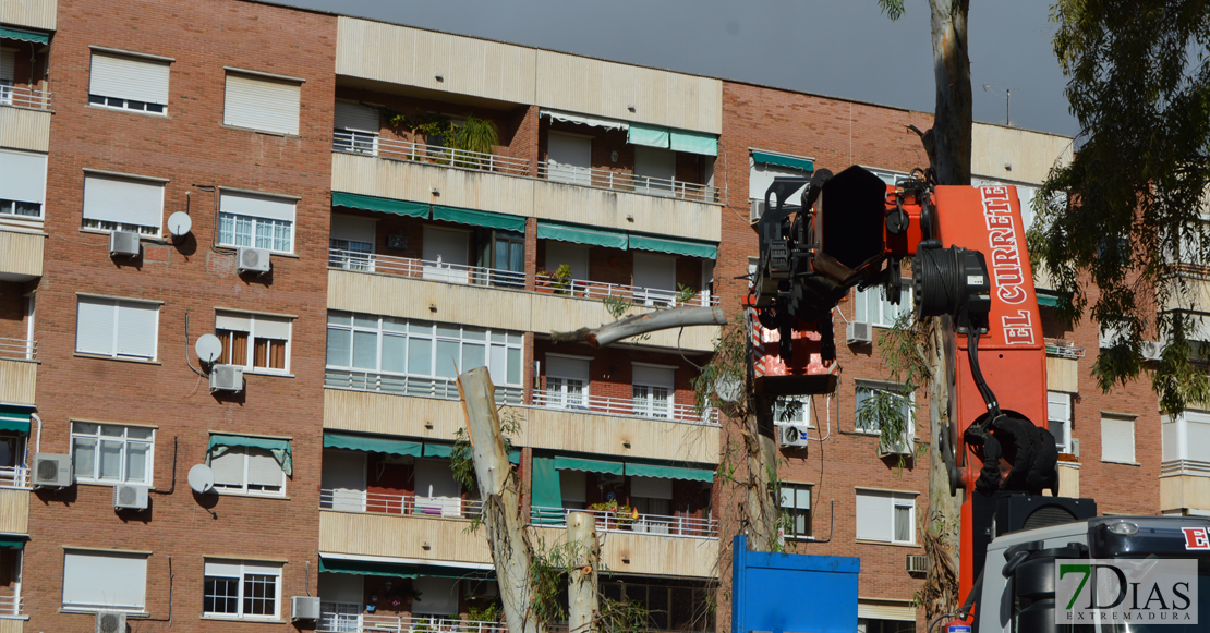 Asalto a la plaza de Santa Marta para intentar parar la tala de los eucaliptos