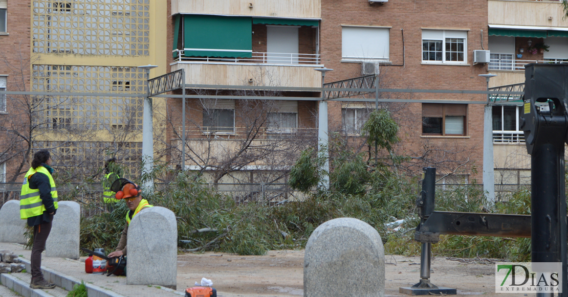 Asalto a la plaza de Santa Marta para intentar parar la tala de los eucaliptos