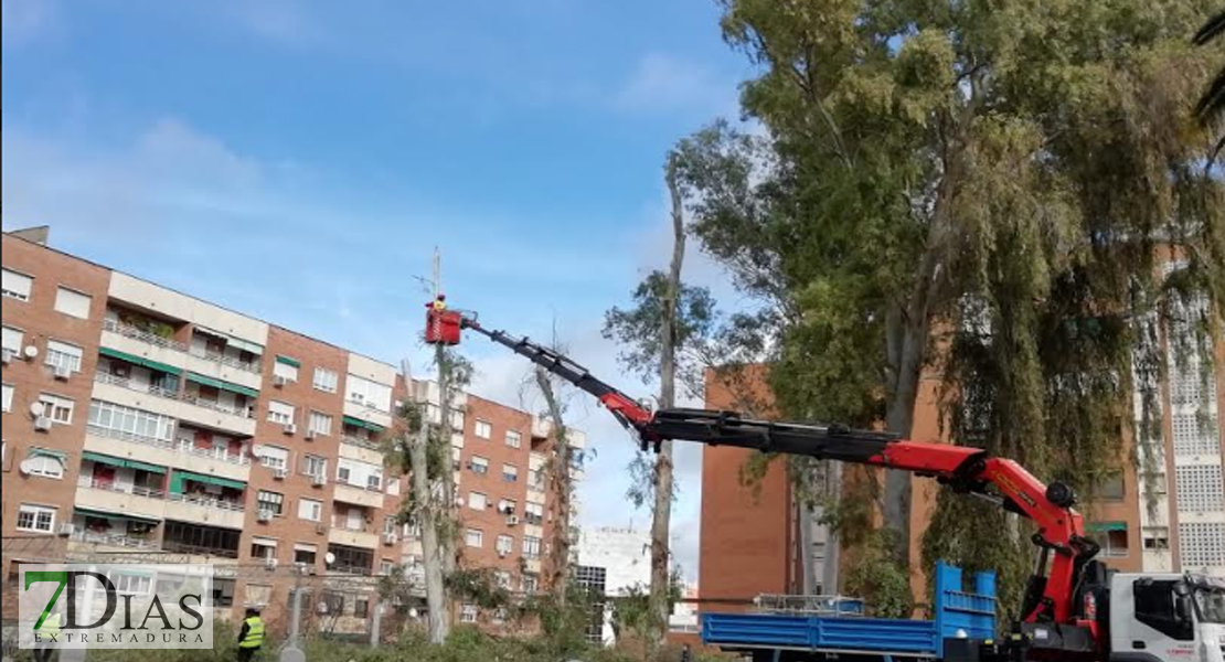 Asalto a la plaza de Santa Marta para intentar parar la tala de los eucaliptos