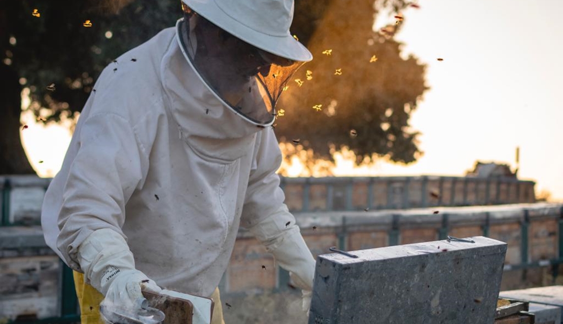 Extremadura, la región con mayor tradición de apicultura de toda España