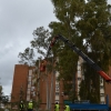 Asalto a la plaza de Santa Marta para intentar parar la tala de los eucaliptos