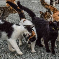 Mérida diseña un plan para controlar las colonias de gatos