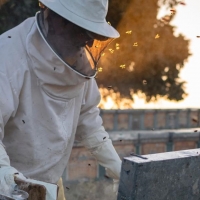 Extremadura, la región con mayor tradición de apicultura de toda España