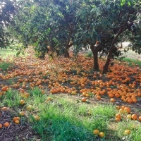 UPA culpa a la UE de la ruina en la naranja española por favorecer a Suráfrica