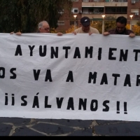 PSOE: “La tala de los eucaliptos de la plaza de Santa Marta son fruto de una decisión electoralista”