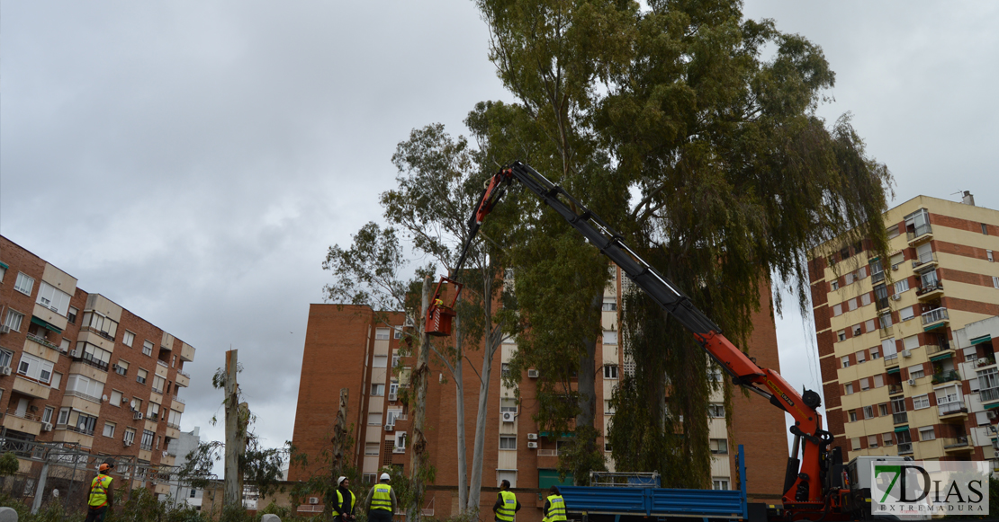 Asalto a la plaza de Santa Marta para intentar parar la tala de los eucaliptos