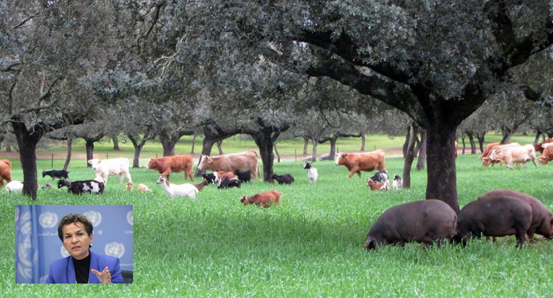 OPINIÓN: ¿Qué culpa tiene el ‘pata negra’ para que lo señale usted con el dedo?