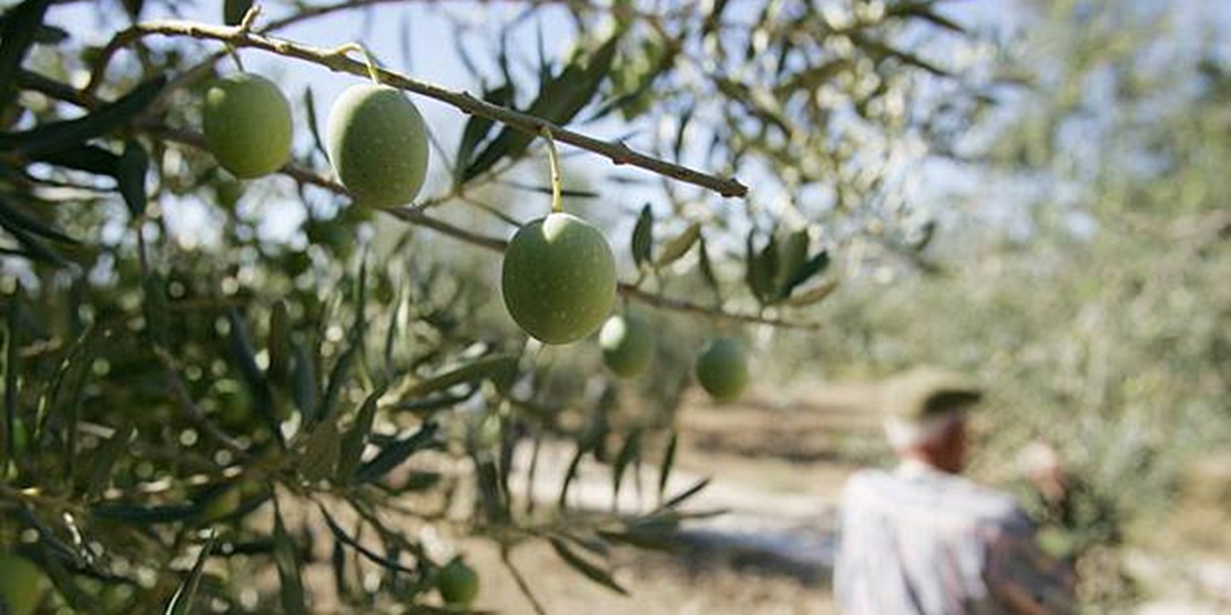 Compradores de aceitunas denuncian un presunto fraude a la Hacienda pública