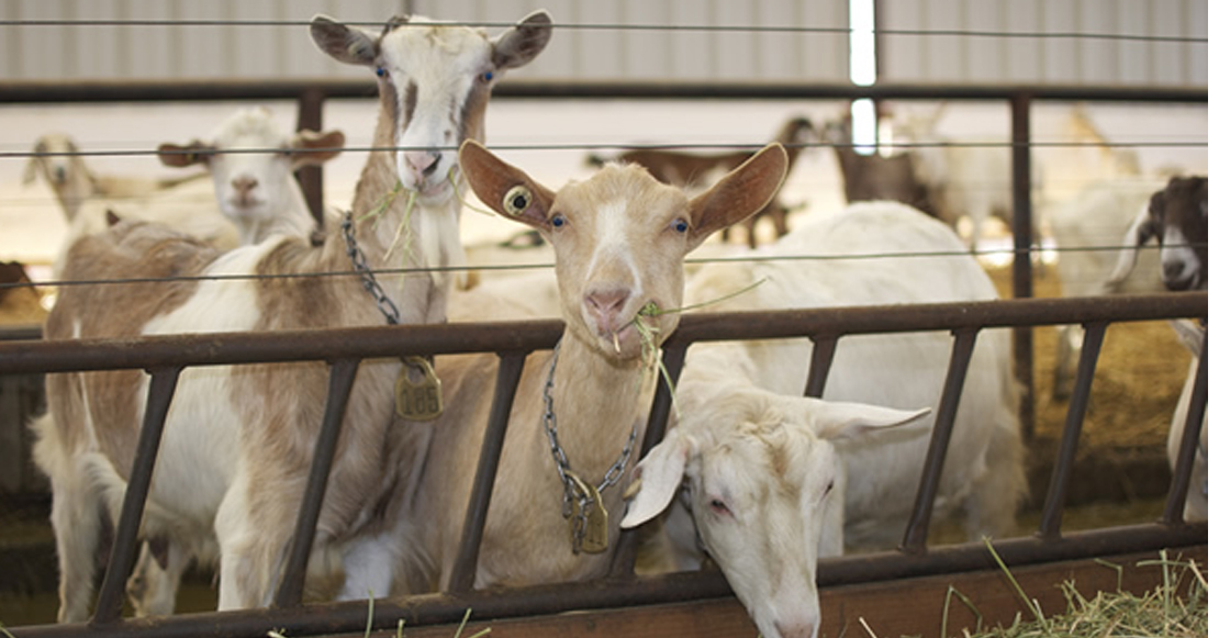 Conoce los cambios en el programa de control de la tuberculosis del ganado caprino