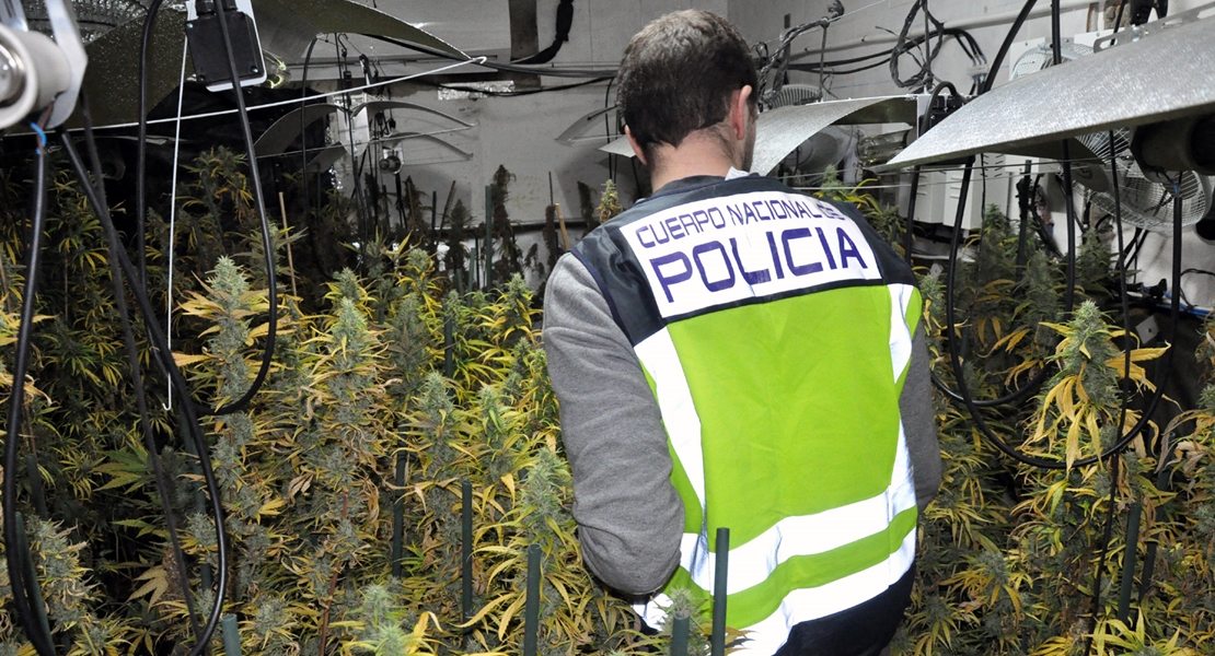 Mérida: La Policía detiene a cuatro personas por cultivar marihuana