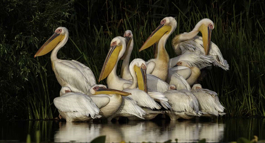 El concurso fotográfico de la FIO desvela sus obras finalistas