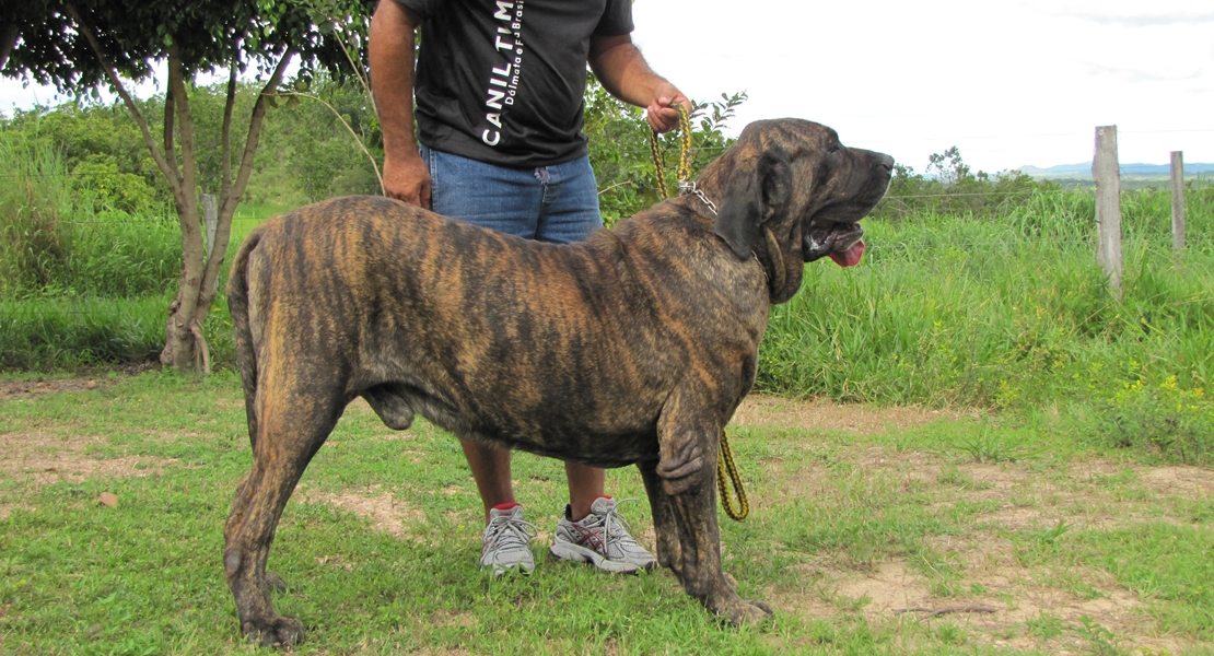 Esta es la normativa sobre perros peligrosos, ¿se vigila su cumplimiento?