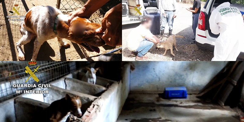 Cerca de 600 personas investigadas y detenidas por maltrato animal