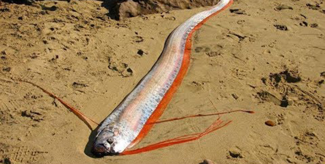 Dos peces hacen saltar las alarmas de tsunami o terremoto en Japón