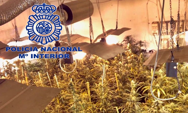 Detenidos un hombre y una mujer por cultivo de marihuana en Mérida