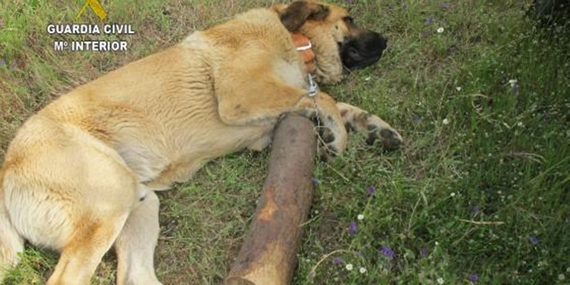 Fiscales de toda España vienen a Badajoz para hablar sobre maltrato animal y otros temas