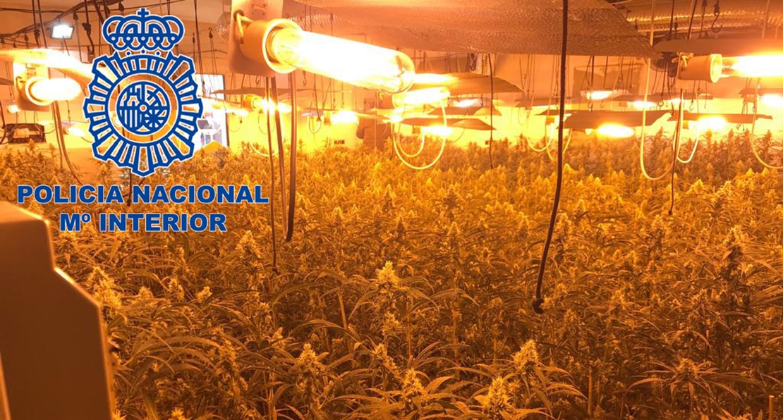 Mérida: La Policía descubre otra plantación de marihuana y todo su utillaje