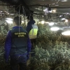 Cae una gran red china dedicada al cultivo de marihuana en Extremadura