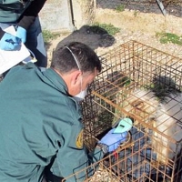 La Guardia Civil investiga a una persona por un presunto delito de maltrato de animales