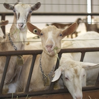 Conoce los cambios en el programa de control de la tuberculosis del ganado caprino