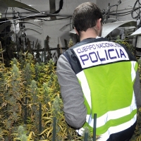 Mérida: La Policía detiene a cuatro personas por cultivar marihuana