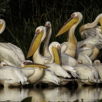 El concurso fotográfico de la FIO desvela sus obras finalistas