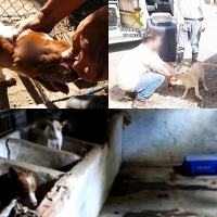 Cerca de 600 personas investigadas y detenidas por maltrato animal