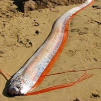 Dos peces hacen saltar las alarmas de tsunami o terremoto en Japón