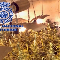 Detenidos un hombre y una mujer por cultivo de marihuana en Mérida