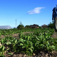 Ayudas de entre 15.000 y 70.000 euros para jóvenes agricultores