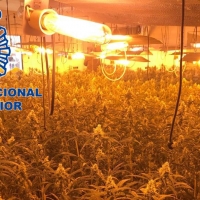 Mérida: La Policía descubre otra plantación de marihuana y todo su utillaje