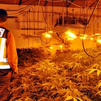 Detenidos dos jóvenes por cultivo de marihuana en Mérida