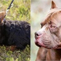 Un perro pitbull, suelto y sin bozal, mata a un yorkshire en Badajoz