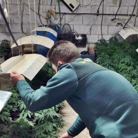 Desmantelan en Nogales y Solana de los Barros dos plantaciones de marihuana