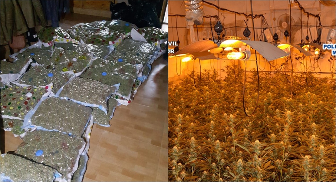 Cae una gran red china dedicada al cultivo de marihuana en Extremadura
