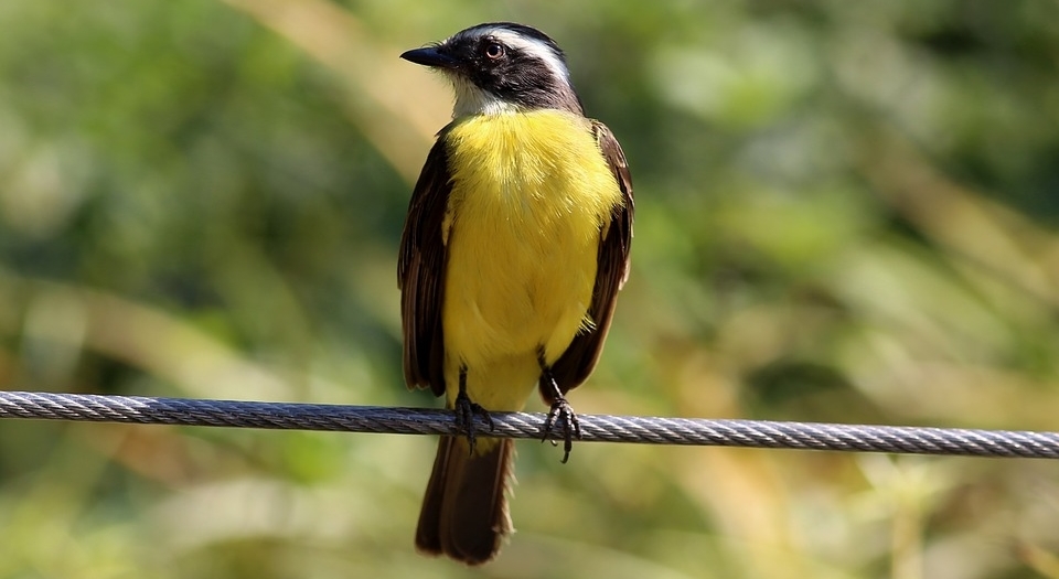 El turismo ornitológico extremeño, uno de los más singulares del país