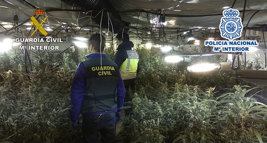 Cae una gran red china dedicada al cultivo de marihuana en Extremadura