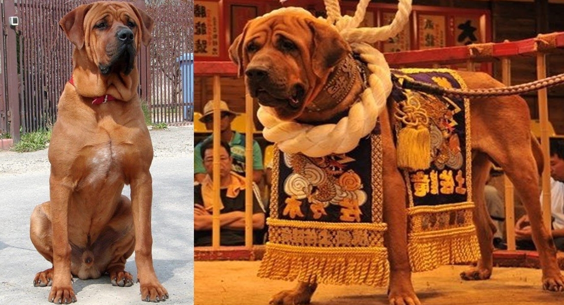 Esta es la normativa sobre perros peligrosos, ¿se vigila su cumplimiento?