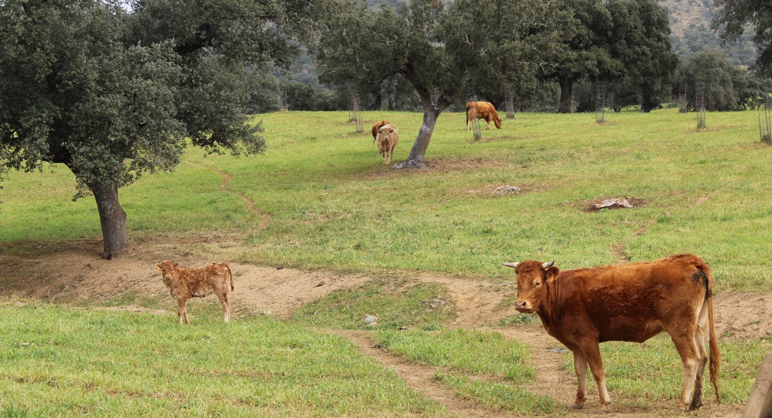 UPA pide la actuación del seguro de sequía en pastos ante la escasez de lluvias