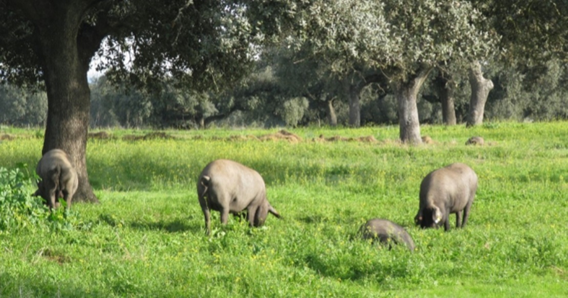 Extremadura participa en un libro de razas porcinas autóctonas europeas