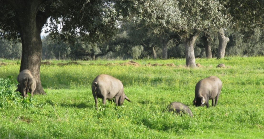 Extremadura participa en un libro de razas porcinas autóctonas europeas