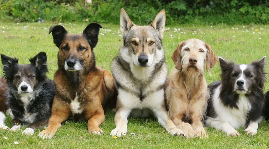 Badajoz, perros compitiendo en la Edad Media